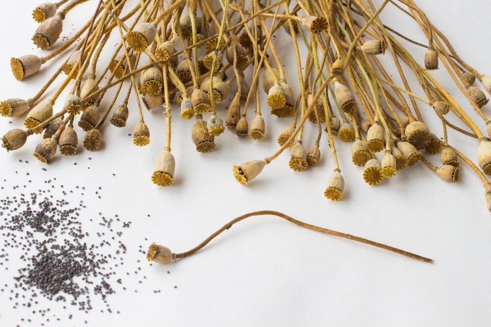 Zastosowanie krwawnika pospolitego w ziołolecznictwie