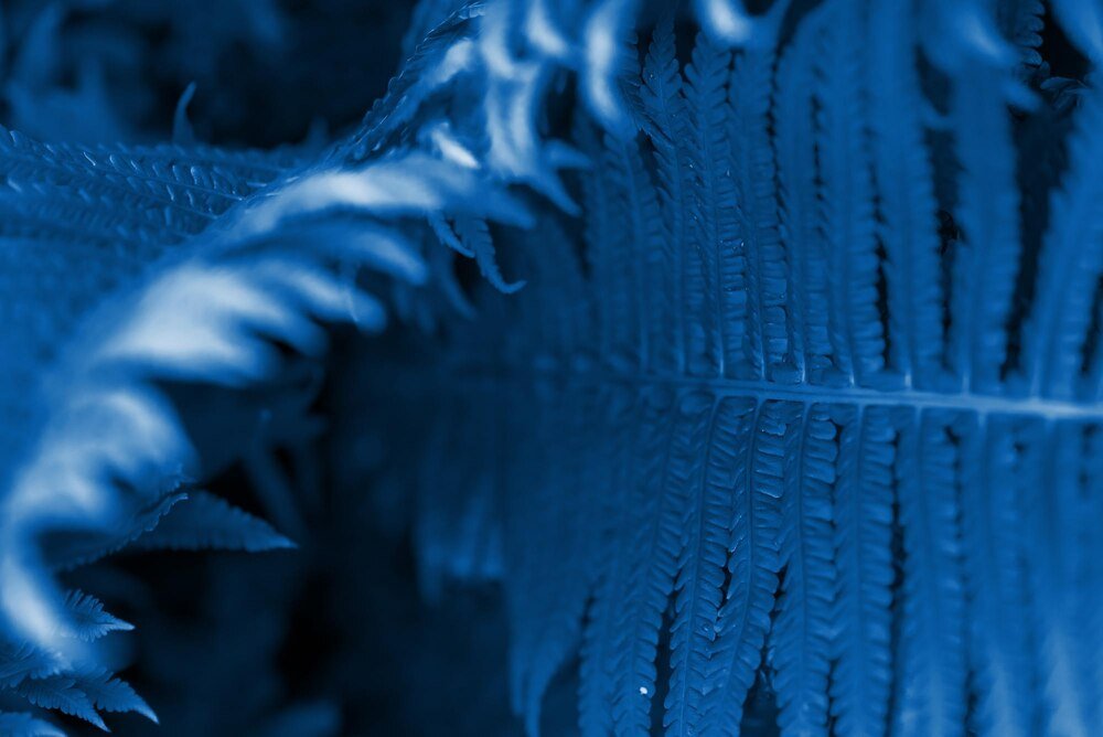 Błękit metylenowy: zastosowanie, działanie i dawkowanie